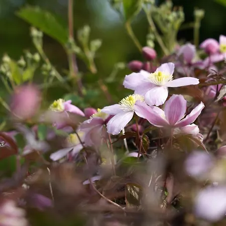 Du Jardin Theux